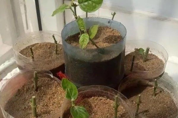 生根粉泡久了植物会死亡吗，植株会由于发生药害而死亡