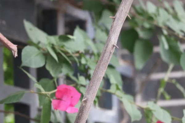 花期长的花有哪些，有三角梅、长春花等