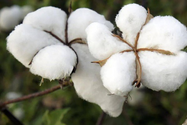 棉花有什么用途，主要有以下10种作用