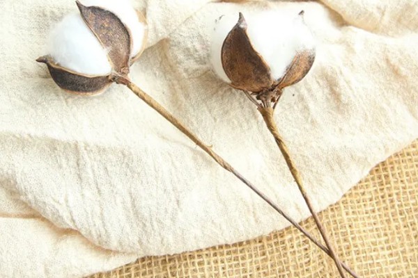 棉花有什么用途，主要有以下10种作用