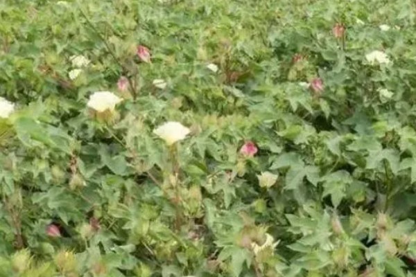 棉花有什么用途，主要有以下10种作用