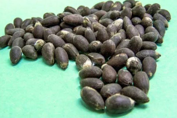 棉花有什么用途，主要有以下10种作用