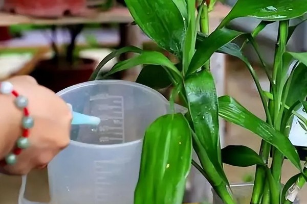 为什么水培富贵竹叶子老黄，可能是水质浑浊所致