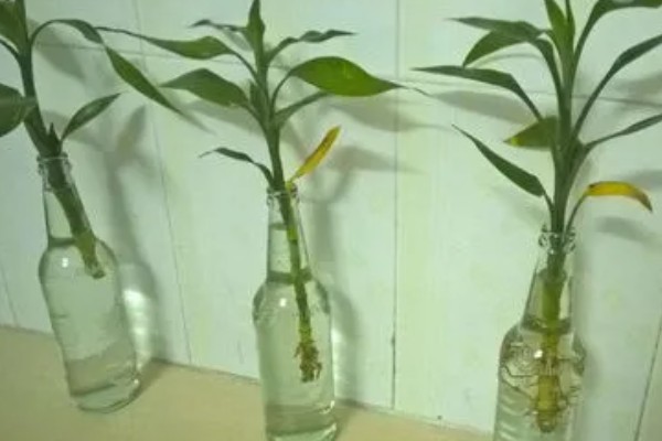 为什么水培富贵竹叶子老黄，可能是水质浑浊所致