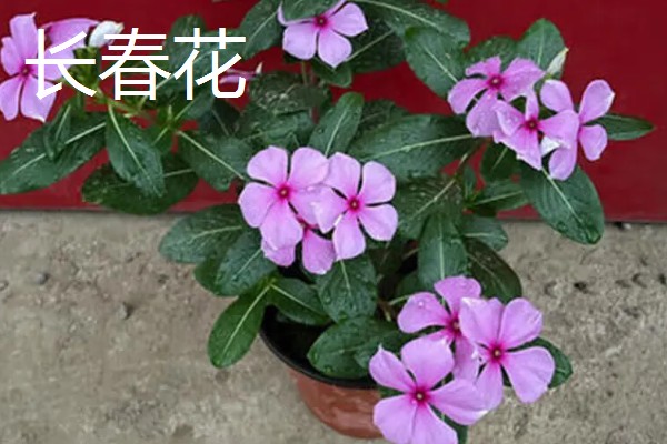 花期长的花有哪些，有三角梅、长春花等