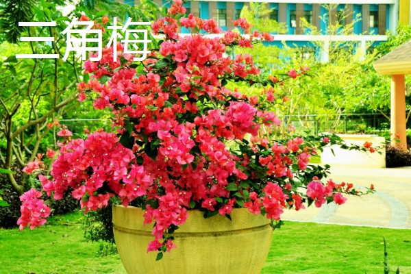 花期长的花有哪些，有三角梅、长春花等