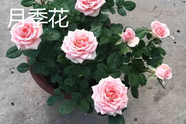 花期长的花有哪些，有三角梅、长春花等