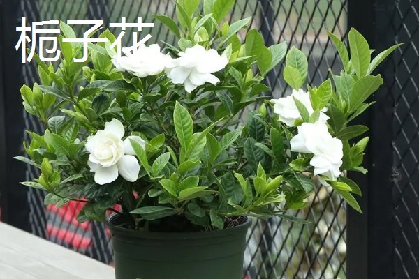 花期长的花有哪些，有三角梅、长春花等