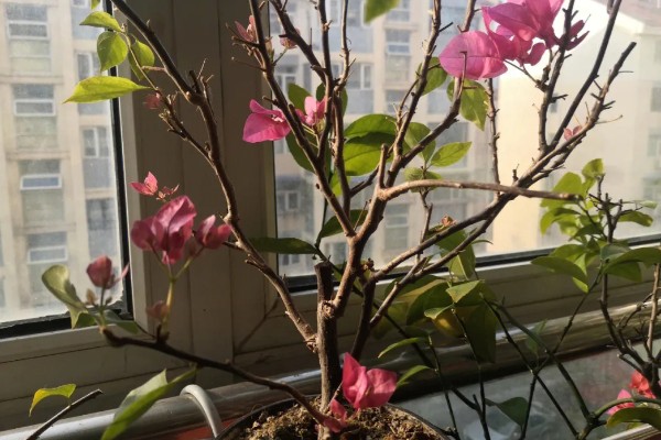 花期长的花有哪些，有三角梅、长春花等