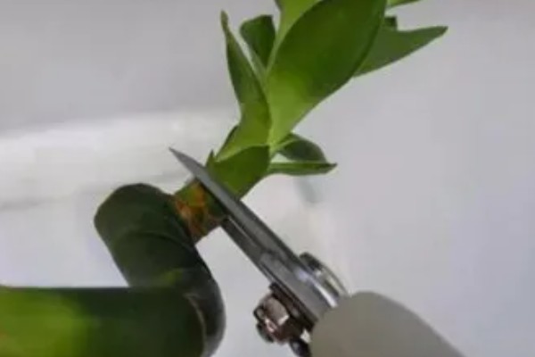 为什么水培富贵竹叶子老黄，可能是水质浑浊所致