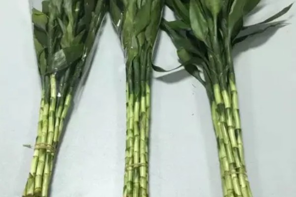 为什么水培富贵竹叶子老黄，可能是水质浑浊所致