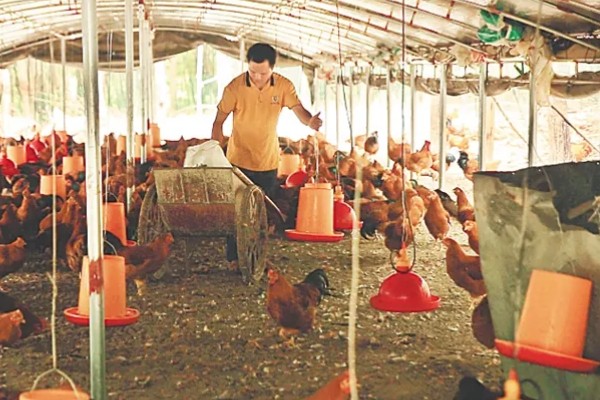 春季养鸡的管理要点，必须要有充足的光照