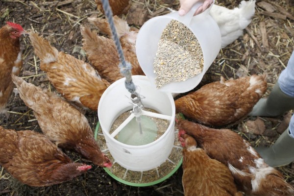 春季养鸡的管理要点，必须要有充足的光照