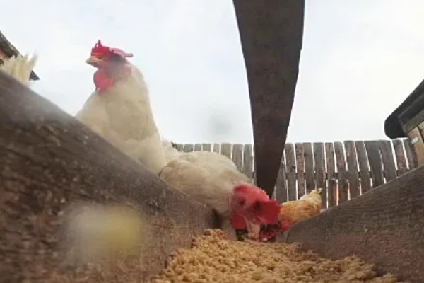 春季养鸡的管理要点，必须要有充足的光照