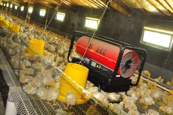 春季养鸡的管理要点，必须要有充足的光照