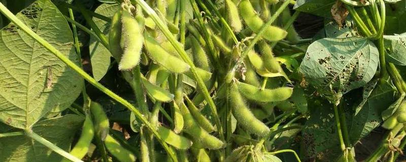 周豆25品种简介，夏播生育期为101天