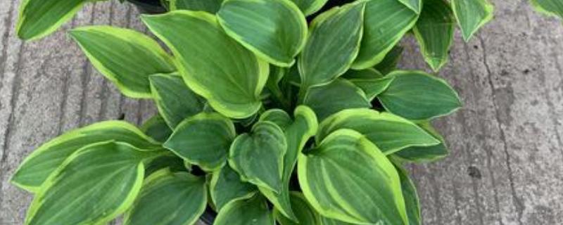 玉簪叶子发黄边缘干枯怎么处理，及时剪去发黄的叶片