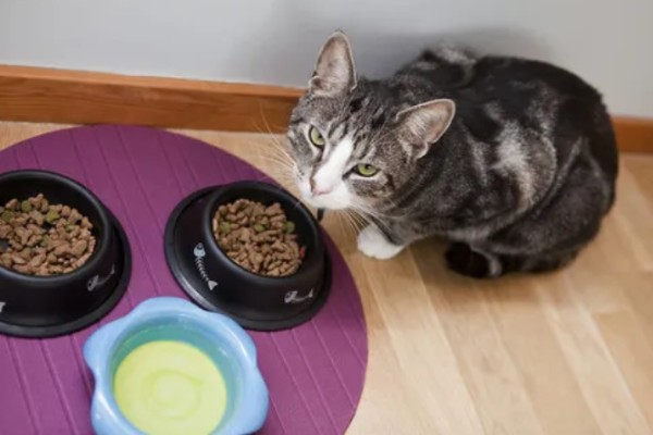 猫不能吃什么东西，洋葱、大蒜等食物禁止饲喂