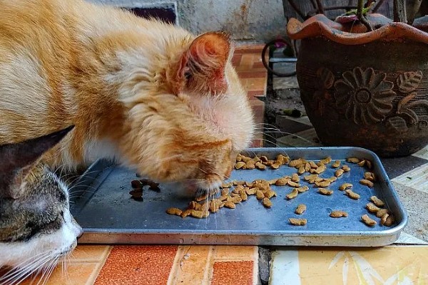 猫不能吃什么东西，洋葱、大蒜等食物禁止饲喂