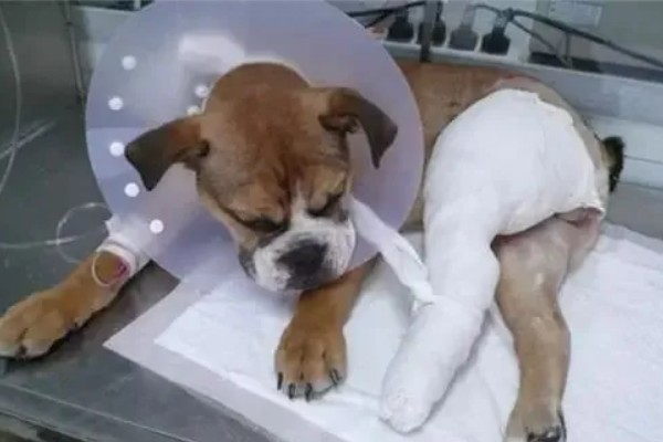 狗狗骨折有什么症状，长骨骨折会导致无法站立