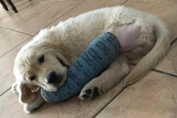 狗狗骨折有什么症状，长骨骨折会导致无法站立