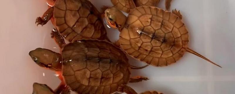 金头龟在鱼缸里会死吗，若水位过深会死