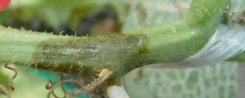甜瓜蔓枯病的发生规律，湿度高发病重