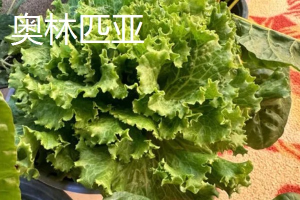 生菜有哪些品种，常见的有奥林匹亚、北山三号等