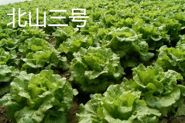 生菜有哪些品种，常见的有奥林匹亚、北山三号等