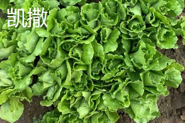 生菜有哪些品种，常见的有奥林匹亚、北山三号等