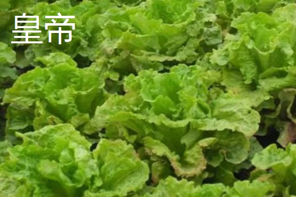 生菜有哪些品种，常见的有奥林匹亚、北山三号等