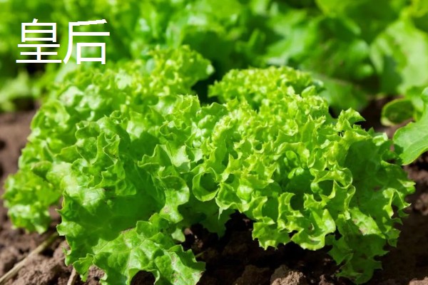 生菜有哪些品种，常见的有奥林匹亚、北山三号等