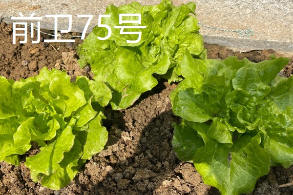 生菜有哪些品种，常见的有奥林匹亚、北山三号等