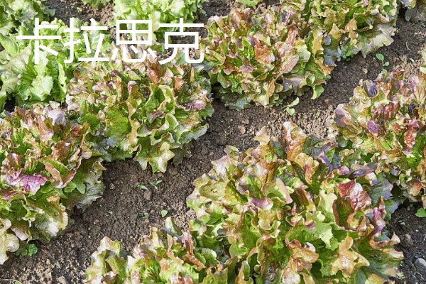 生菜有哪些品种，常见的有奥林匹亚、北山三号等