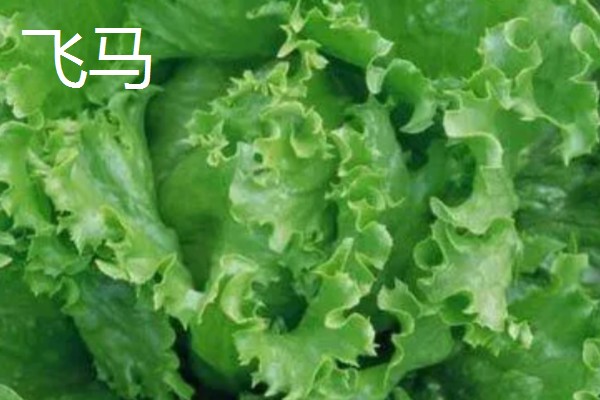 生菜有哪些品种，常见的有奥林匹亚、北山三号等