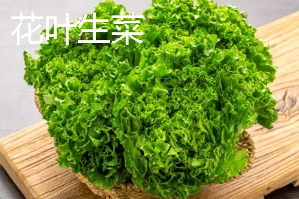 生菜有哪些品种，常见的有奥林匹亚、北山三号等