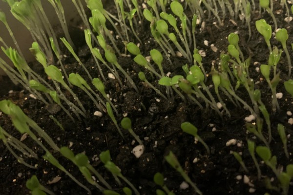 生菜有哪些品种，常见的有奥林匹亚、北山三号等