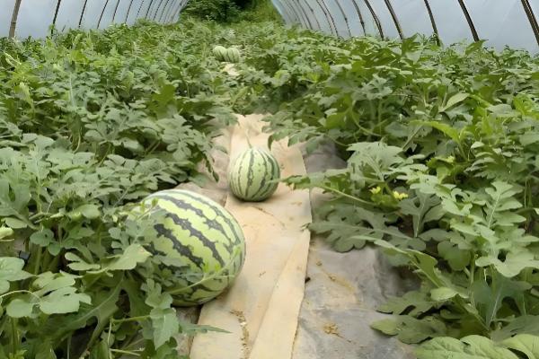 8月份还能种西瓜吗，8月份能种植