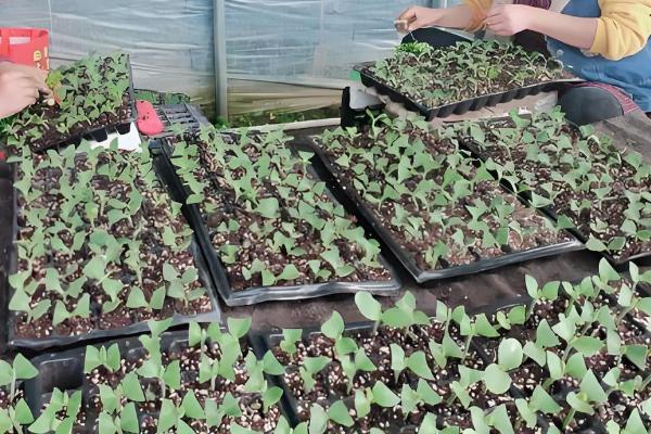 8月份还能种西瓜吗，8月份能种植