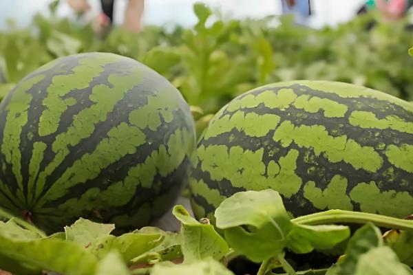 8月份还能种西瓜吗，8月份能种植