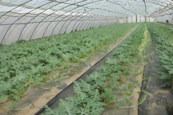 8月份还能种西瓜吗，8月份能种植