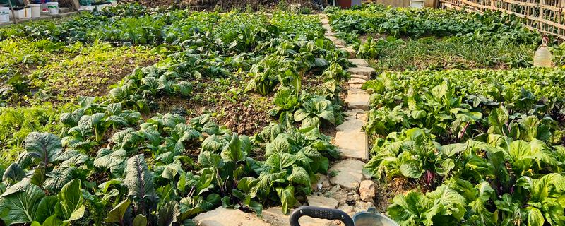 菜地土壤板结怎么办，多施农家肥可增加土壤的疏松度