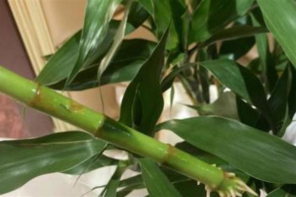 富贵竹怎么水培生根快，每隔一周更换一次培养水