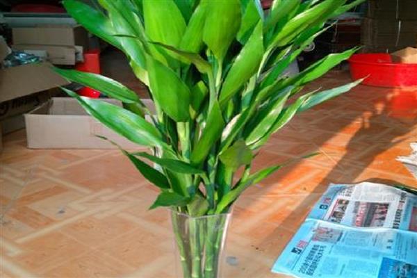富贵竹怎么水培生根快，每隔一周更换一次培养水