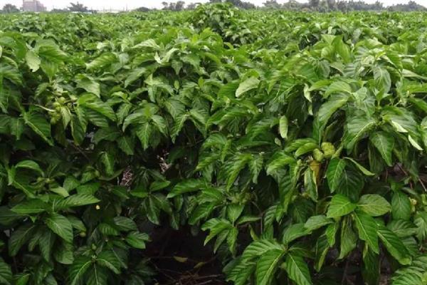 诺丽果怎么种植，苗期追施尿素可促进枝叶生长