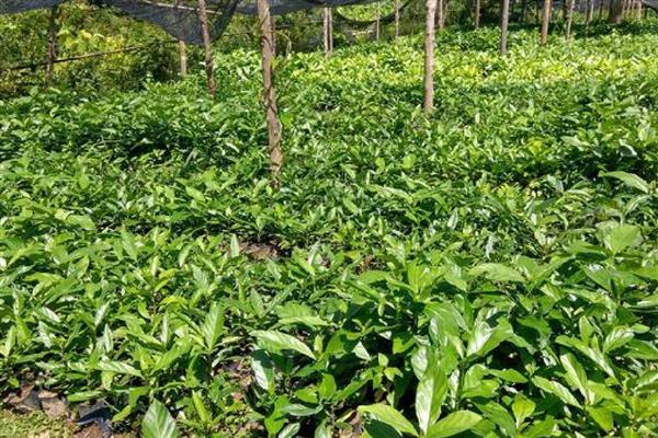 诺丽果怎么种植，苗期追施尿素可促进枝叶生长