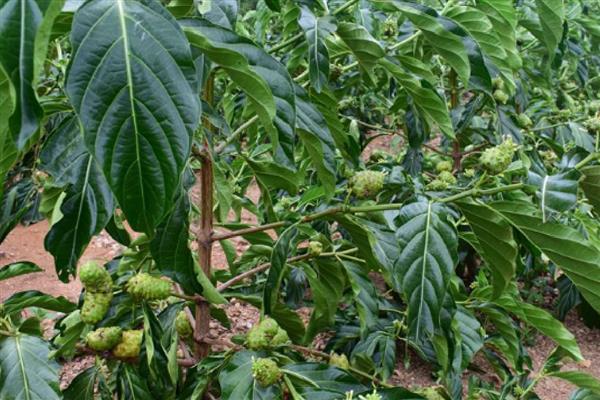 诺丽果怎么种植，苗期追施尿素可促进枝叶生长