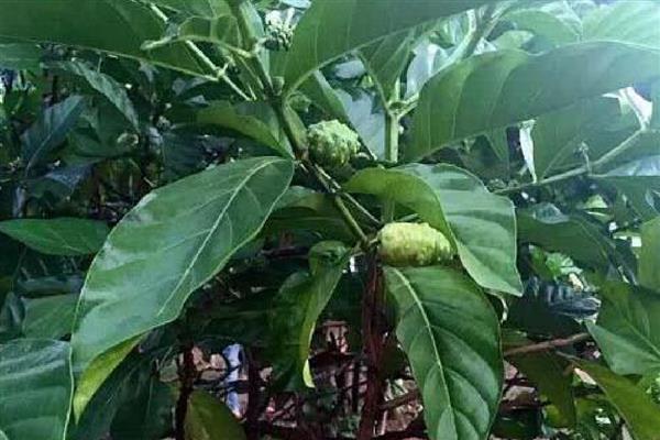 诺丽果怎么种植，苗期追施尿素可促进枝叶生长