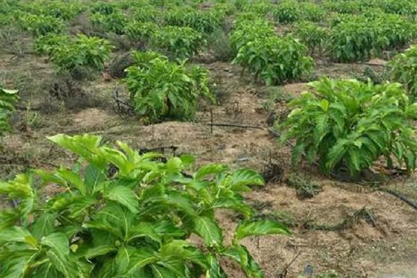 诺丽果怎么种植，苗期追施尿素可促进枝叶生长