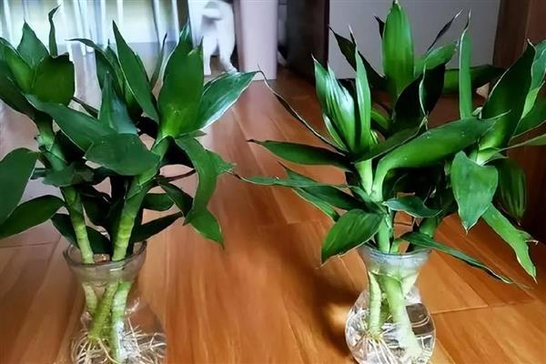 富贵竹怎么水培生根快，每隔一周更换一次培养水
